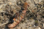 Sandwespe (Ammophila sabulosa)
