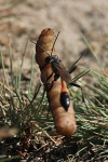 Sandwespe (Ammophila sabulosa)