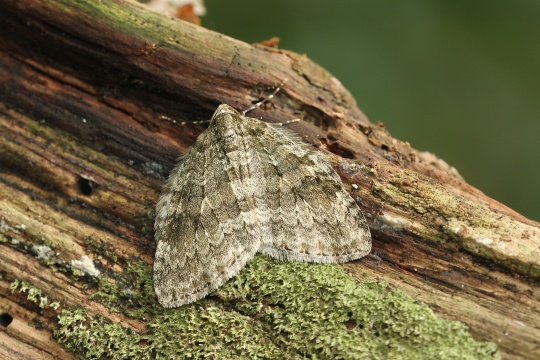 Herbstpanner (Epirrita sp)