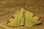 Gelbspanner (Opisthograptis luteolata)