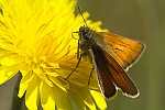 Dickkopffalter (Familie hesperiidae)