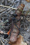 Sandwespe (Ammophila sabulosa)
