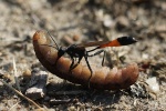 Sandwespe (Ammophila sabulosa)