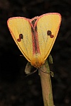 Rotrandbr (Diacrisia sannio)