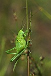 Grnes Heupferd (Tettigonia viridissima)