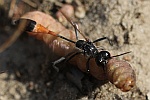 Sandwespe (Ammophila sabulosa)