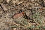 Sandwespe (Ammophila sabulosa)
