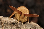 Brombeerspinner (Macrothylacia rubi)