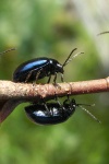 Blauer Erlenblattkfer (Agelastica alni)