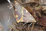 Heuznsler (Hypsopygia costalis)