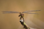 Blutrote Heidelibelle (Sympetrum sanguineum)