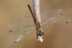 Blutrote Heidelibelle (Sympetrum sanguineum) Blutrote Heidelibelle (Sympetrum sanguineum)