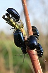 Blauer Erlenblattkfer (Agelastica alni)