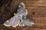 Heuznsler (Hypsopygia costalis)