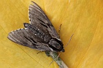 Kiefernschw�rmer (Sphinx pinastri)
