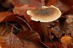 Horngraue Rbling (Rhodocollybia butyracea)