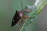 Raupenjäger (Pinthaeus sanguinipes)