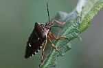 Raupenjger (Pinthaeus sanguinipes)