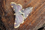 Heuznsler (Hypsopygia costalis)