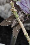 Kiefernschw�rmer (Sphinx pinastri)