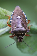 Raupenjger (Pinthaeus sanguinipes)
