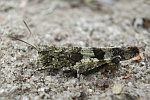 Blauflgelige dlandschrecke (Oedipoda caerulescens)