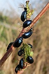 Blauer Erlenblattkfer (Agelastica alni)