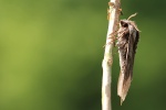 Kiefernschw�rmer (Sphinx pinastri)
