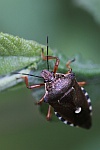Raupenjger (Pinthaeus sanguinipes)
