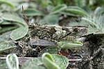 Blauflgelige dlandschrecke (Oedipoda caerulescens)