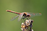 Gemeine Heidelibelle (Sympetrum vulgatum)