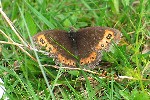 Weibindiger Mohrenfalter (Erebia ligea)