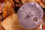 Dunkelvioletter Schleierling (Cortinarius violaceus)