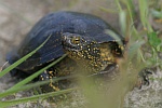 Europische Sumpfschildkrte (Emys orbicularis)