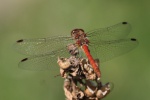 Gemeine Heidelibelle (Sympetrum vulgatum)