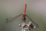 Gemeine Heidelibelle (Sympetrum vulgatum)