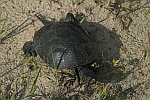 Europische Sumpfschildkrte (Emys orbicularis)
