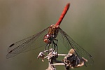 Gemeine Heidelibelle (Sympetrum vulgatum)