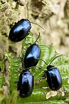 Blauer Erlenblattkäfer (Agelastica alni)