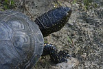 Europische Sumpfschildkrte (Emys orbicularis)