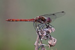 Gemeine Heidelibelle (Sympetrum vulgatum)