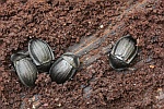 Schwarzer Schneckenjger (Phosphuga atrata)
