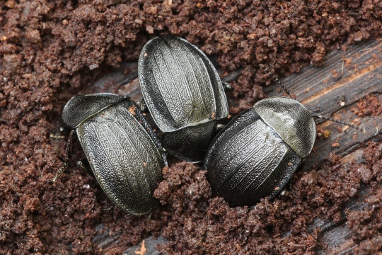 Schwarzer Schneckenjger (Phosphuga atrata)