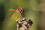 Gemeine Heidelibelle (Sympetrum vulgatum)