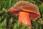 Hexenrhrling (Boletus erythropus)