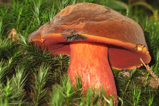 Hexenrhrling (Boletus erythropus)