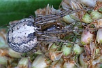 Herbstspinne (Meta segmentata)
