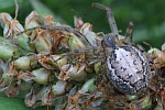 Herbstspinne (Meta segmentata)