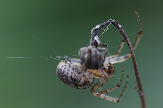 Herbstspinne (Meta segmentata)