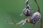 Herbstspinne (Meta segmentata)
